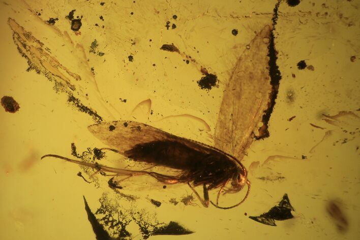 Fossil Fly (Diptera) In Baltic Amber #109389